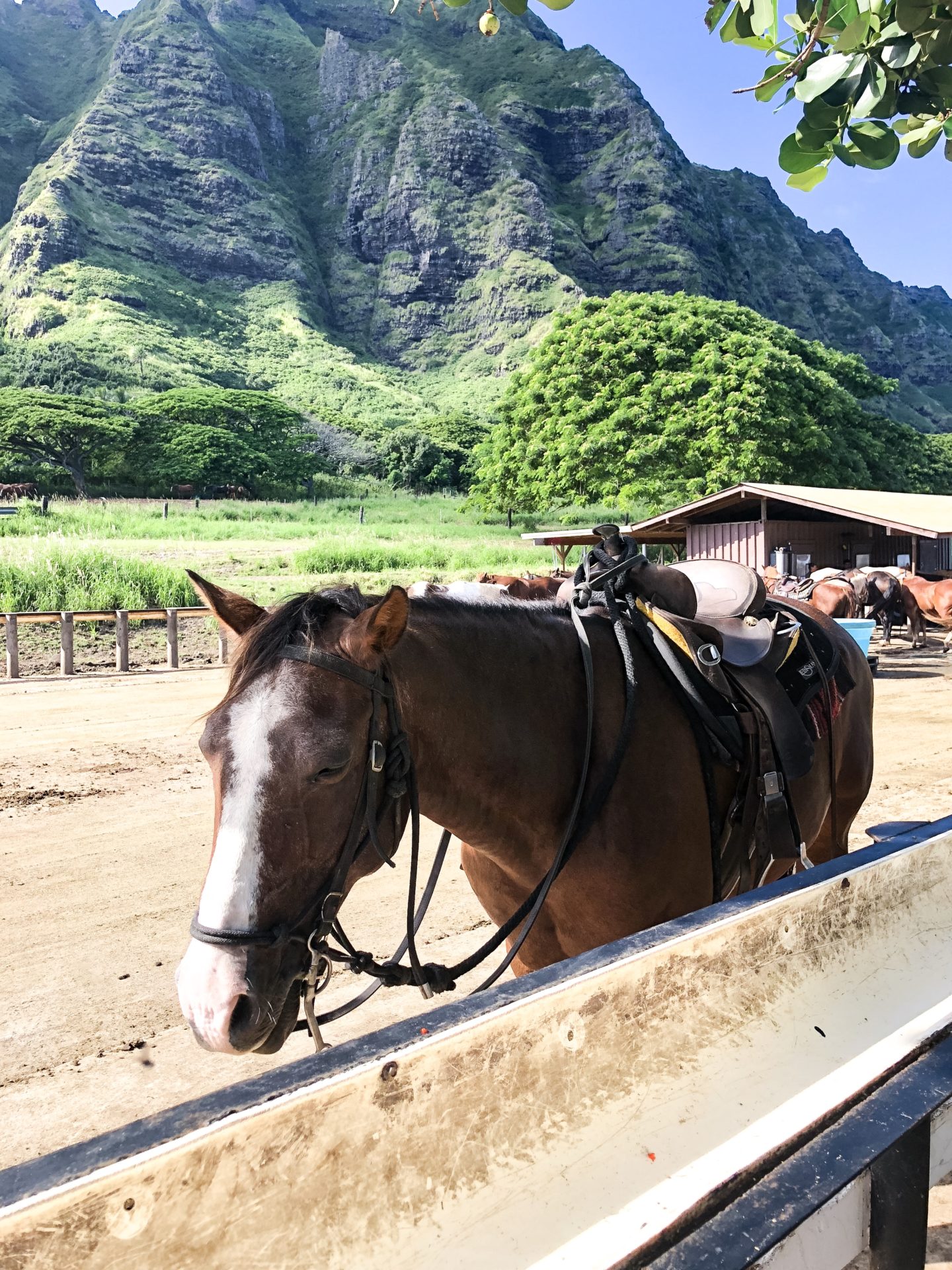 Fifteen Minutes to Flawless Kualoa Ranch Review