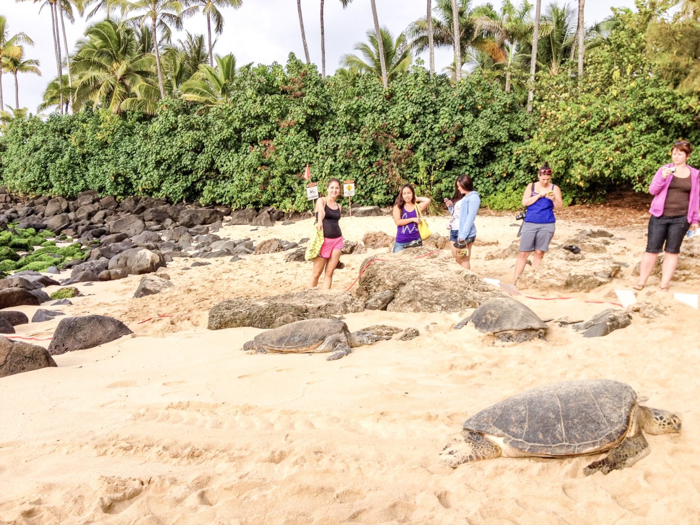 Lanikea Beach Review Beach with Turtles Oahu Fifteen Minutes to Flawless